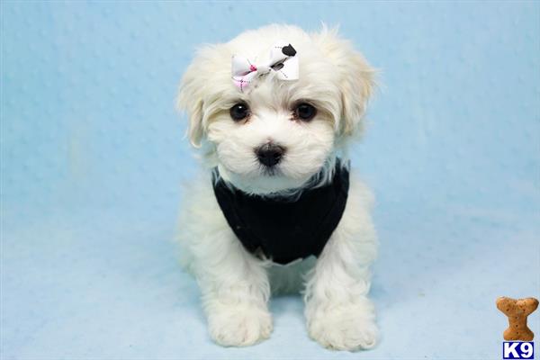 PuppyHeaven1 Picture 1